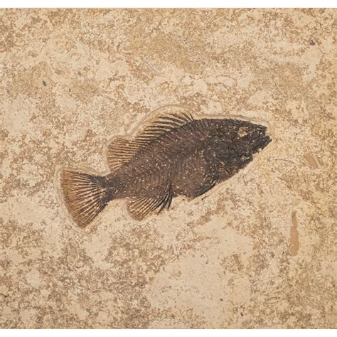 fish fossil tiles